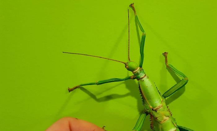 The Bug Farm green bean stick insect